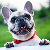 french bulldog