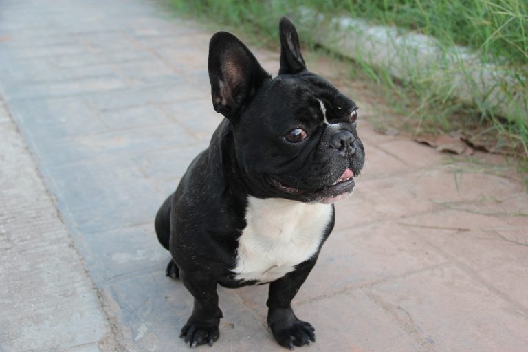 French Bulldog