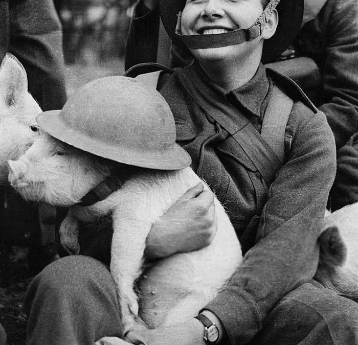 WWII solider laughing and holding a pig