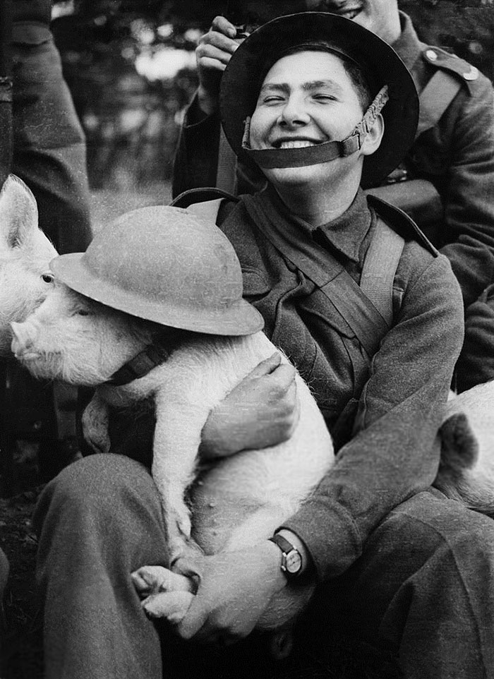 WWII solider laughing and holding a pig