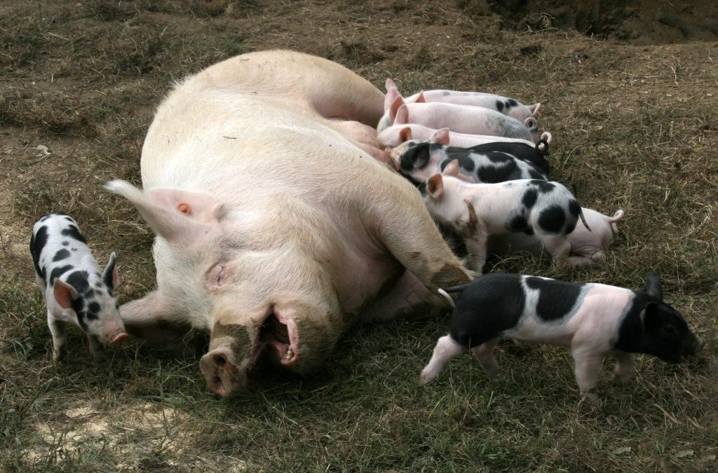 Pig Lactation